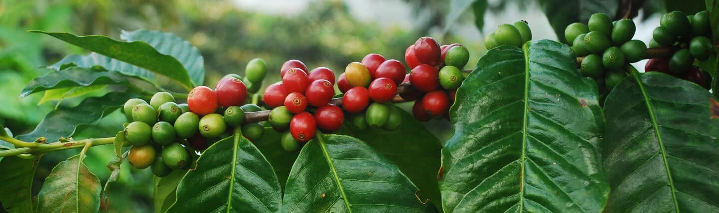 Coffee Cherries Branch